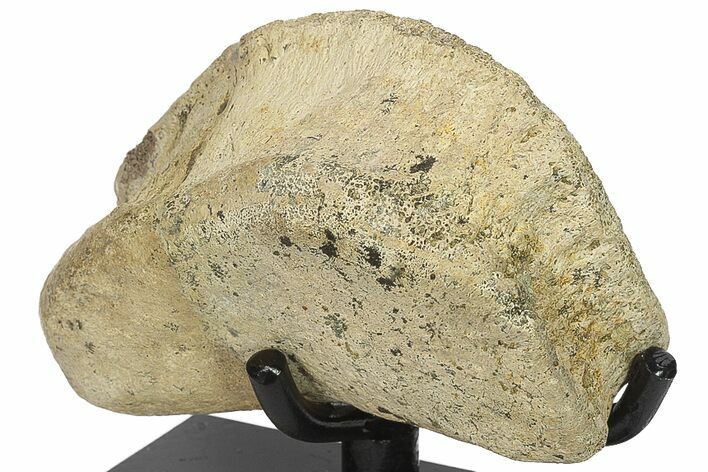 Hadrosaur (Edmontosaur) Phalange With Stand - Montana #134542